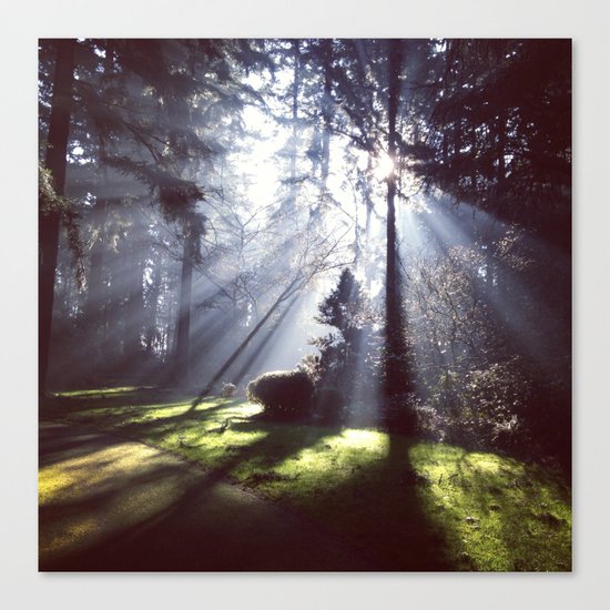 Sun rays through trees Canvas Print