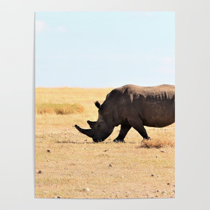 South Africa Photography - Rhino At The Dry Empty Savannah Poster