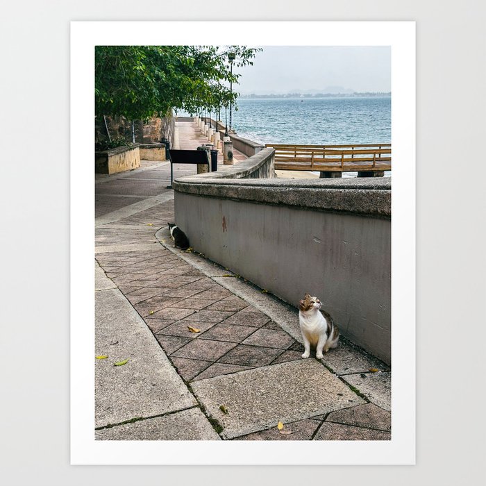 Cats, Paseo del Morro, San Juan, PR Art Print