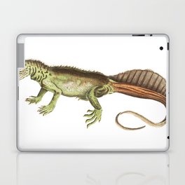 Amboina Lizard or Long-Tailed Variegeted Lizard Laptop Skin
