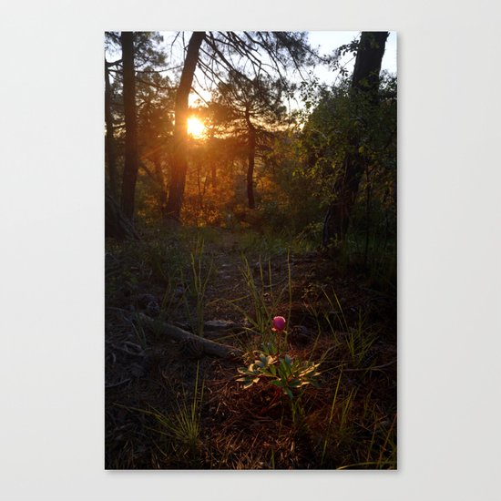 "Flower Into The Woods" Happy Peony looking for the last sun.. Canvas Print