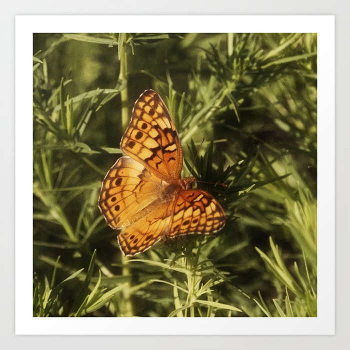Great Spangled Fritillary Butterfly  Art Print