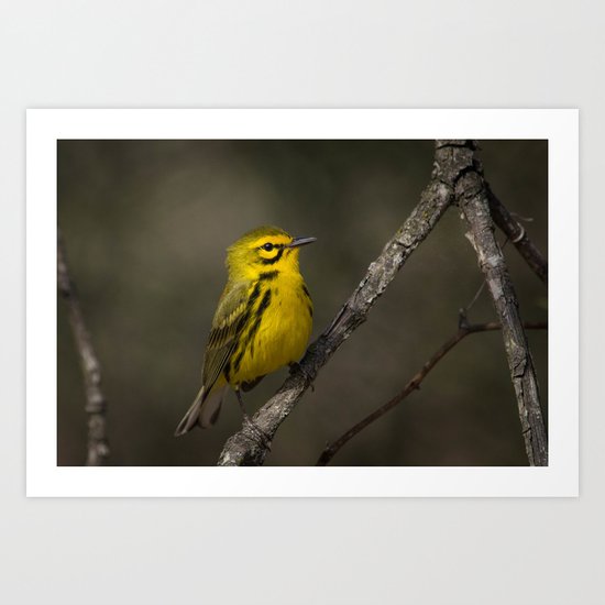 Prairie Warbler Art Print