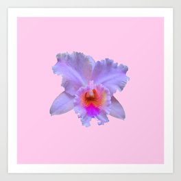 Orchid Flower Art Prints For Any Decor Style Society6