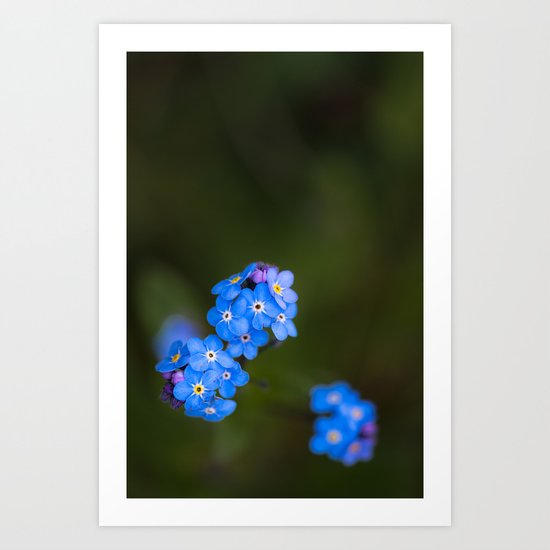 Forget Me Not Art Print