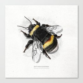 Buff-tailed bumblebee white scientific illustration art print Canvas Print