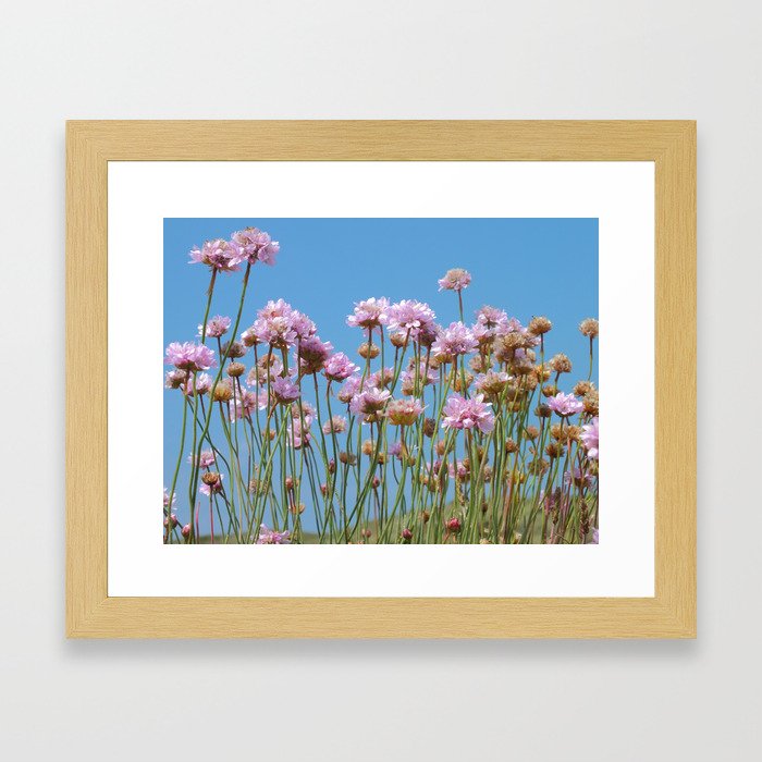 Cornish Pink Thrift Framed Art Print