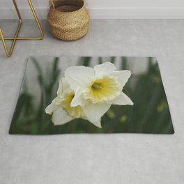 White and yellow daffodils, early spring flowers Rug