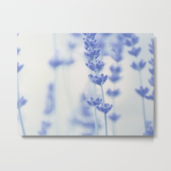 Lavender Metal Print