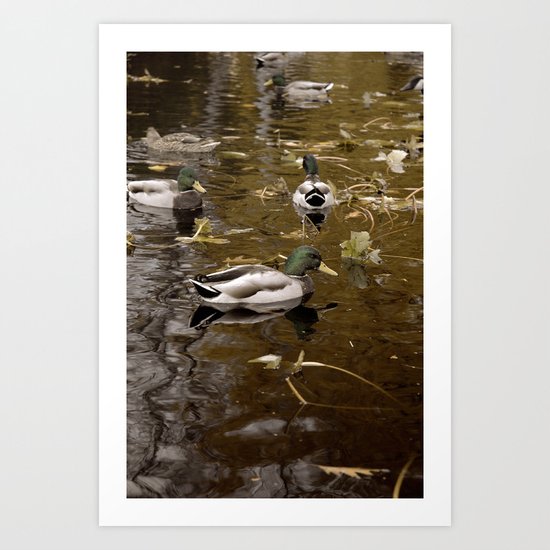 Ducks Art Print