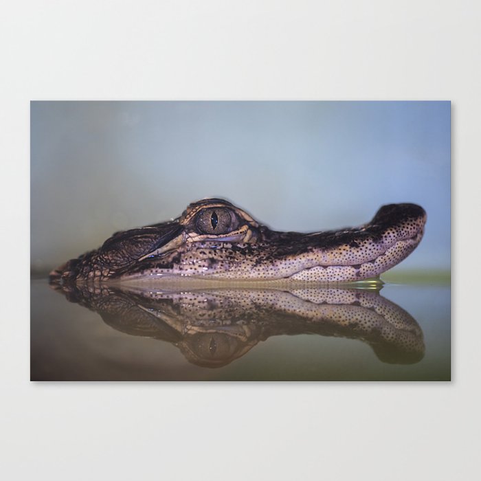 Young alligator Canvas Print