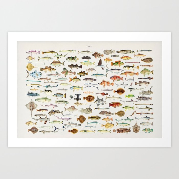 Illustrated Colorful Southern Pacific Exotic Game Fish Identification Chart Art Print