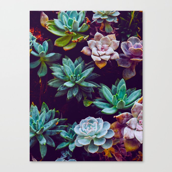 Colorful Succulent Cactus Plants Garden Canvas Print
