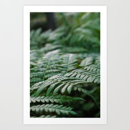 Fern leaf macro photography Art Print