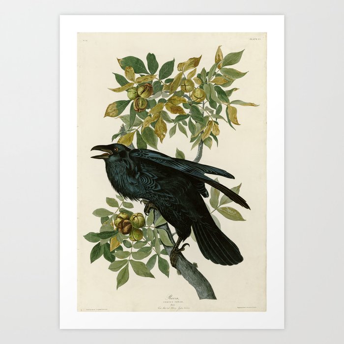 Raven - John James Audubon Birds of America Art Print
