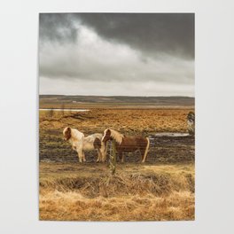 Iceland Horse Pair Poster