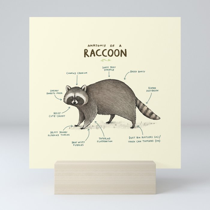 Anatomy of a Raccoon Mini Art Print