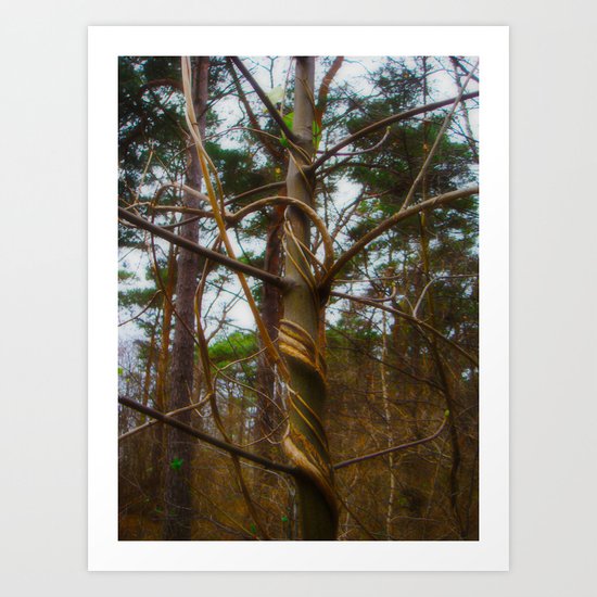 Tree Spiral Art Print