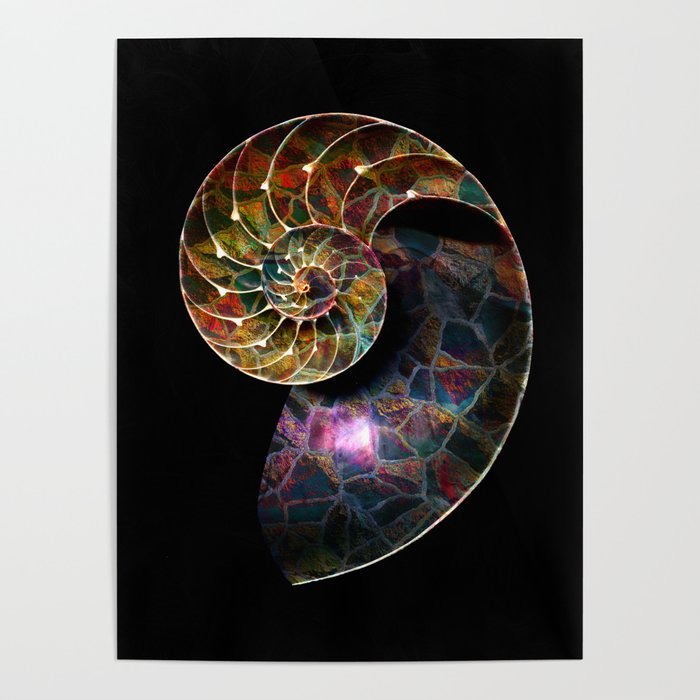 Fossilized Nautilus Shell Poster By Klaraacel Society6