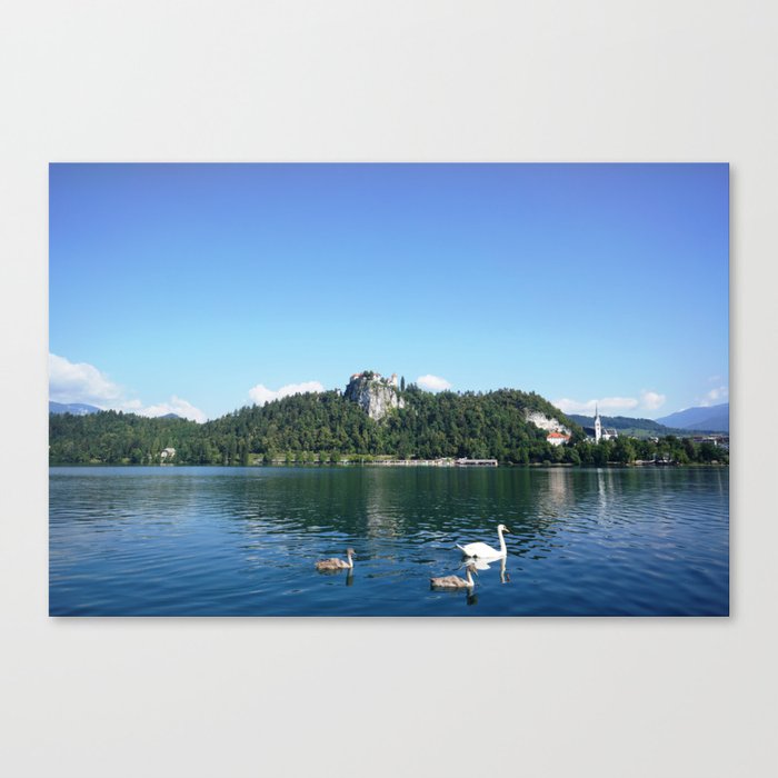 Swans in Bled Canvas Print