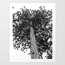 Tree Top // Snowy Winter Alpine Branches Trunk Nature Landscape Photography Black and White Decor Art Print | Vail Vintage Picture, Photo, Snowboard Snowscape, Abstractmountains, Snowboarding Photo, Blizzard Tree Trees, Snowfall Colorado, Evergreen Pine Cone, Snowy Snowing Resort, Modern Sky Woods 
