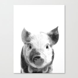 Black and white pig portrait Canvas Print