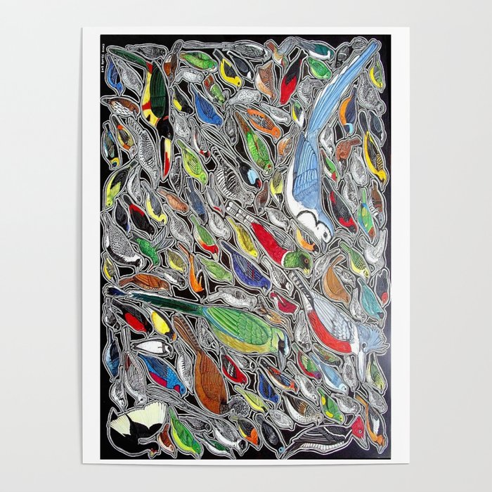 Toucans, parrots and tropical birds of Costa Rica Poster