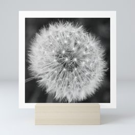Black and white dandelion head Mini Art Print