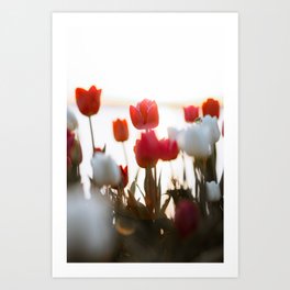 Pink Red Tulips During Sunset | Flower Photography Netherlands Art Print