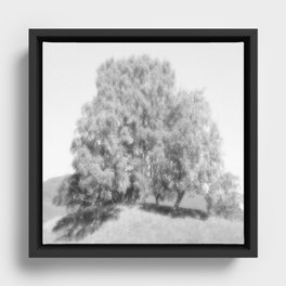 We Three Birch Trees of the Scottish Highlands, So Many Perspectives  Framed Canvas