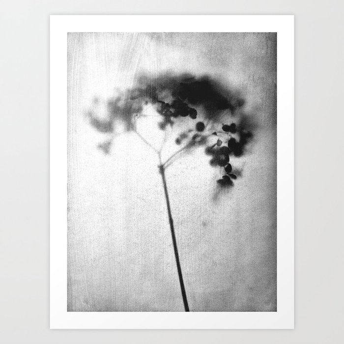 Hydrangea Black and White Vintage Look Botanical Photo Art Print