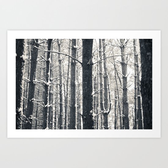 Snowy Pine Grove Art Print