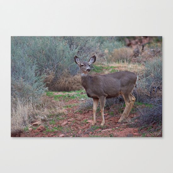 Zion Deer Canvas Print