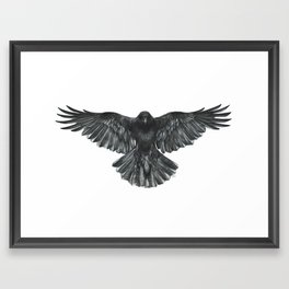 Crow in Flight Framed Art Print