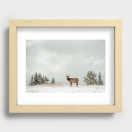 Rocky Mountain Elk Recessed Framed Print