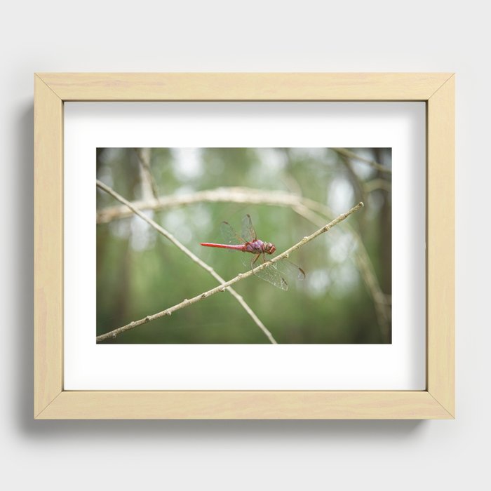 Red Dragonfly Recessed Framed Print