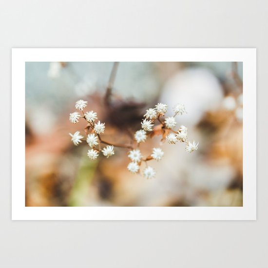 Winterflower Art Print