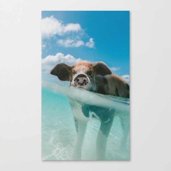 That piggy life Canvas Print