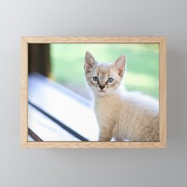 White Kitten Framed Mini Art Print
