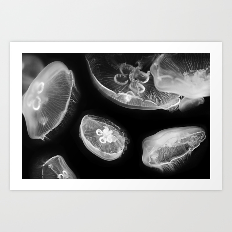 Jellyfish Photography Wildlife Art Black And White Photography Art Print By Wildhood Society6