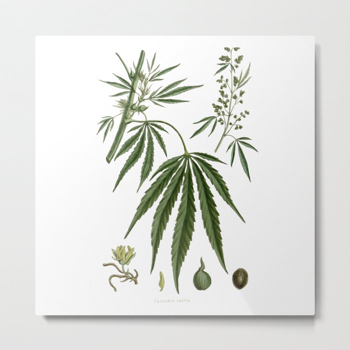 Cannabis Ativa Metal Print