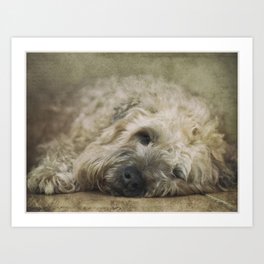 Wheaten Terrier - Let Sleeping Dogs Lie Art Print
