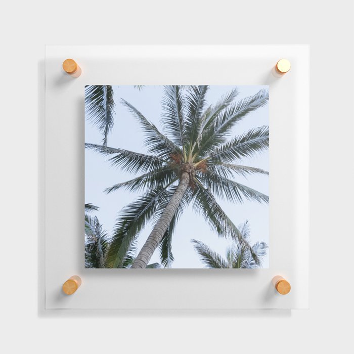 Mexico Photography - A Dry Palm Tree Seen From Below Floating Acrylic Print