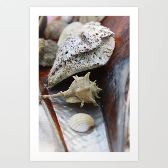 sea shell Art Print