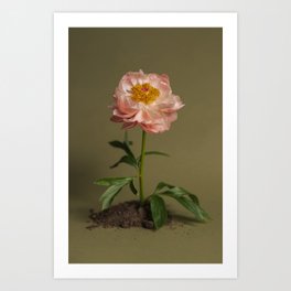 A Peony Breaks Ground Art Print