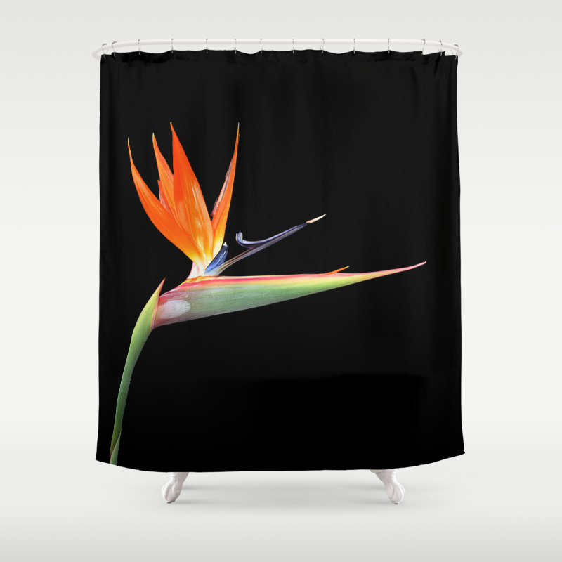 Bird Of Paradise Shower Curtain By Jewelsun Society6