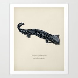 Hellbender Salamander (Cryptobranchus alleganiensis) illustrated by Charles Dessalines D' Orbigny (1 Art Print | Deep, Blue, Fish, Vacation, Life, Travel, Red, Photo, Tropical, Coral 