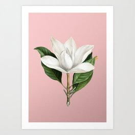 Vintage White Southern Magnolia Botanical Illustration on Pink Art Print