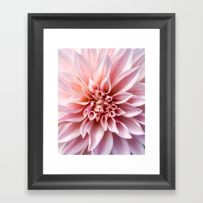 Delicate Girly Pink Dahlia Flower . Nature Photography Framed Art Print