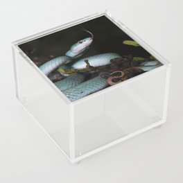 White-lipped Pit Viper (Trimeresurus insularis) Acrylic Box